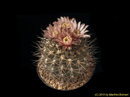 Gymnocalycium nidulans P138 156